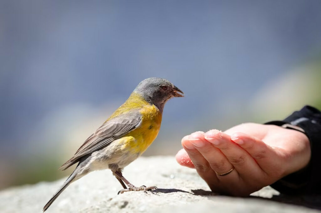 oiseau pour la maison